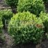 Самшит вічнозелений "Buxus sempervirens" (35-40см)
