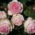Троянда чайно-гібридна - Фёрст Леди (First Lady)