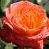 Троянда чайно-гібридна - Кенинген дер Розен
