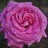 Троянда чайно-гібридна - Шартрез де Парм (Chartreuse de Parme)