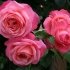 Троянда плетиста "Розанна"