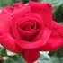Троянда плетиста "Сантана"