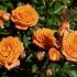 Троянда спрей - Алергія