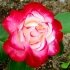 Троянда Жюбиле дю Принц де Монако