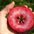 Яблуня Сирена червоном'яса (дворічний)