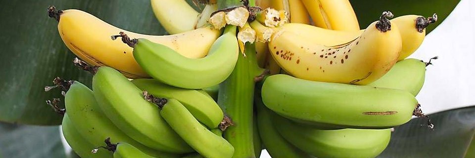 Банан карликовий Пігмей (Pigmay) - великоплідний, солодкий, неприхотливий